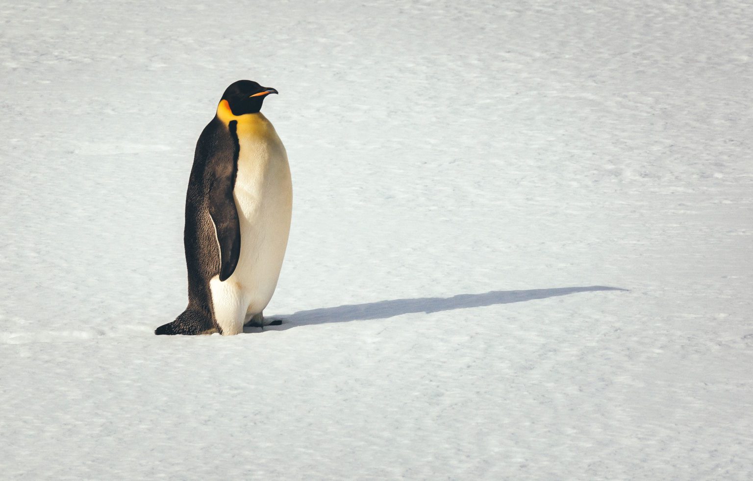 emperor penguin walking across the snow
