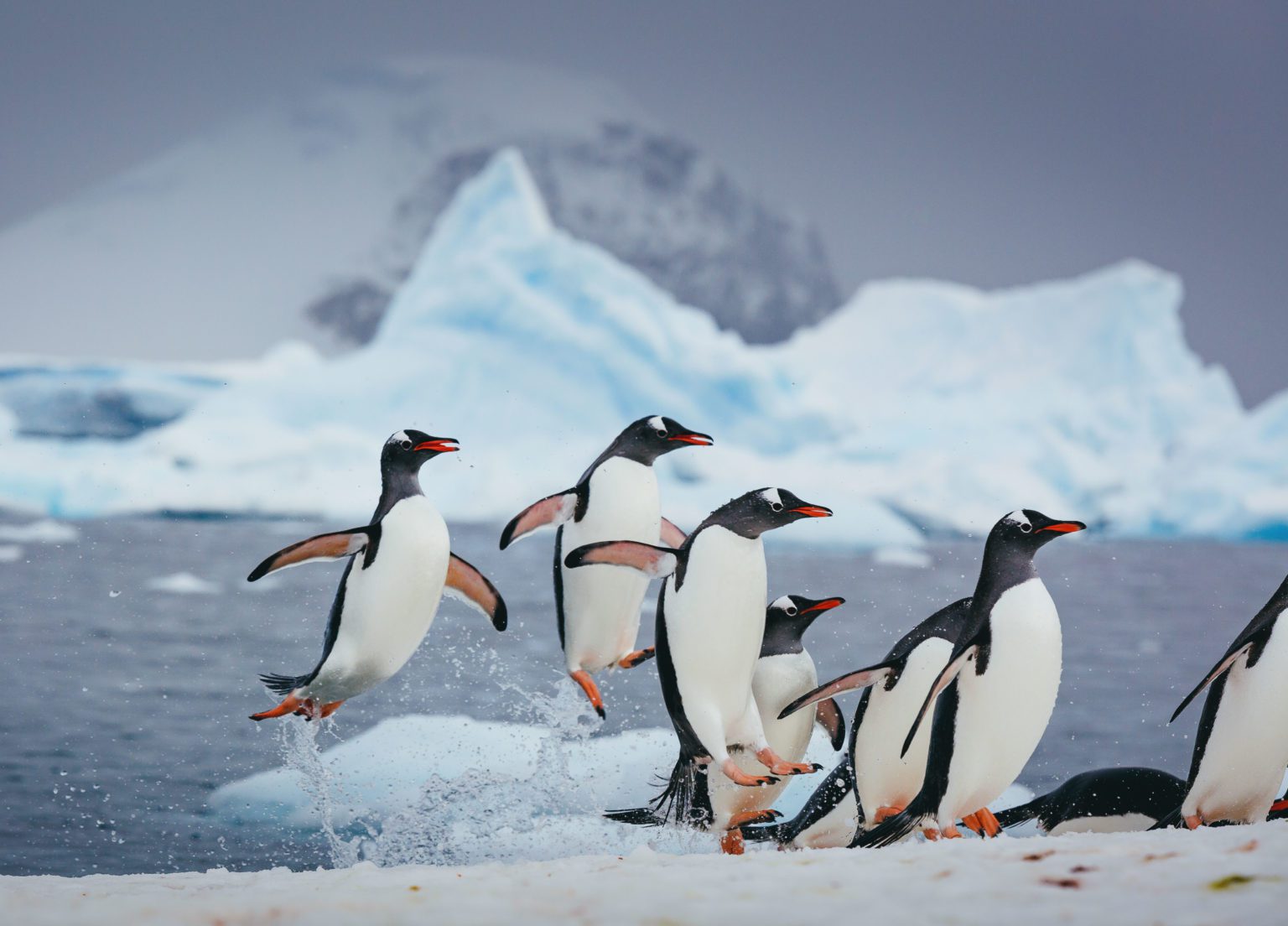 penguins returning to the shore after an icy swim in the Antarctic waters