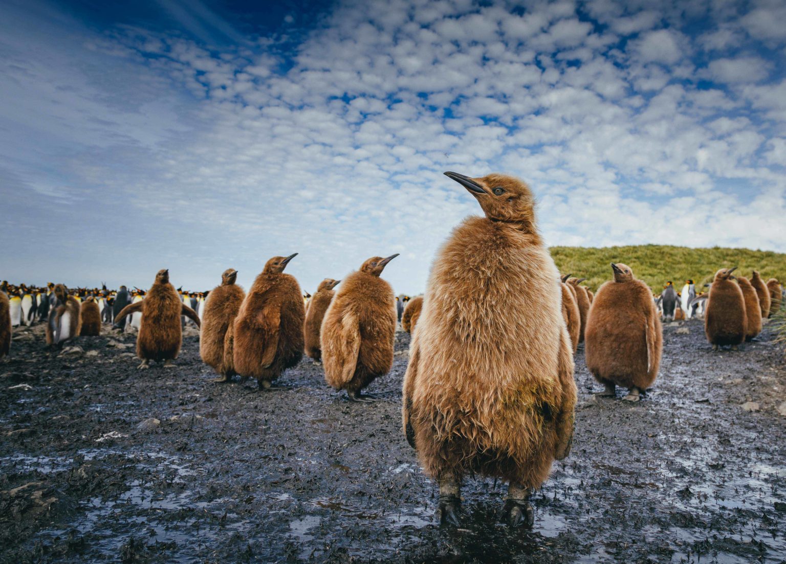 spaced out colony of brown fluffy King penguin chicks standing curiously in the mud