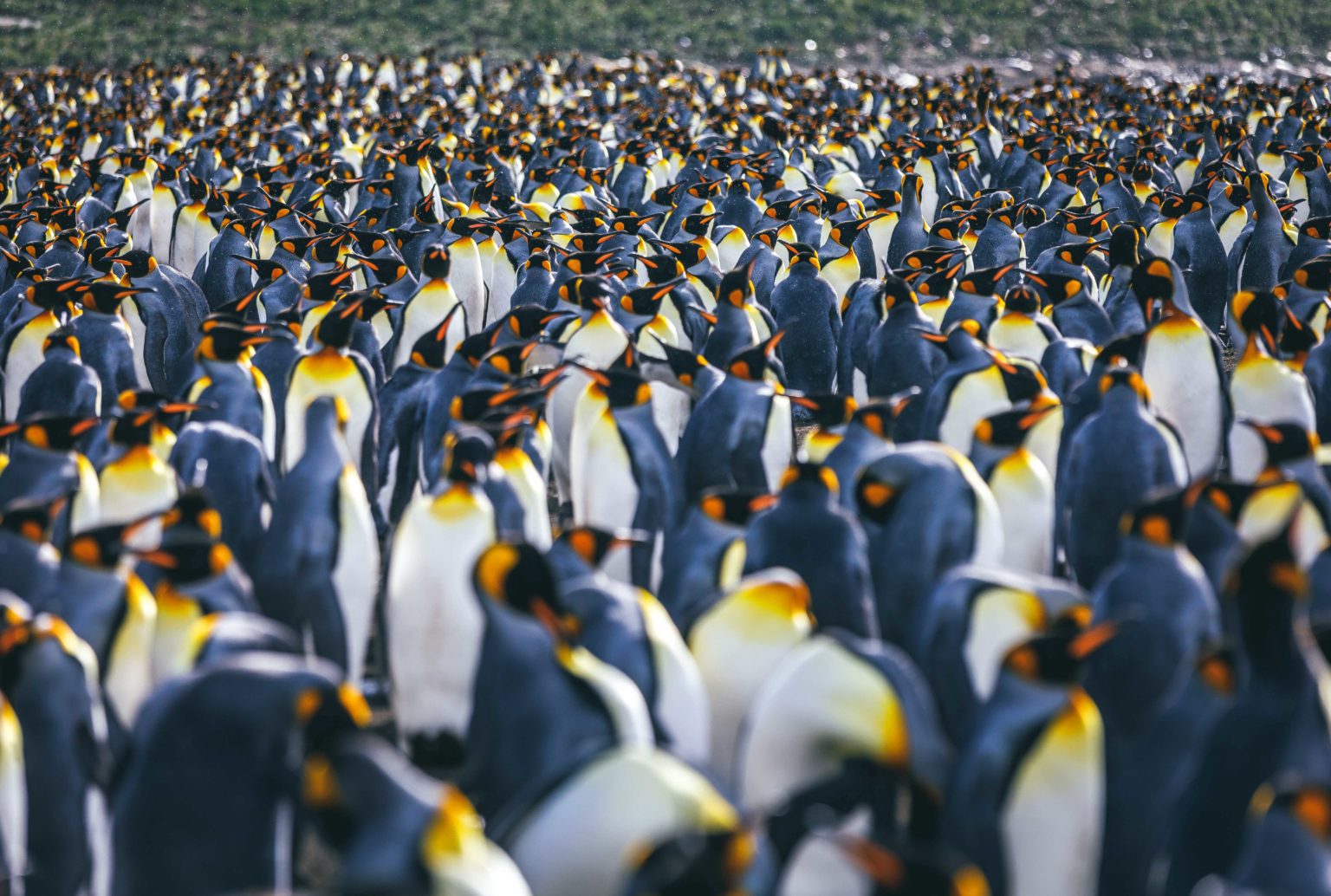 close up of King penguin colony packed together