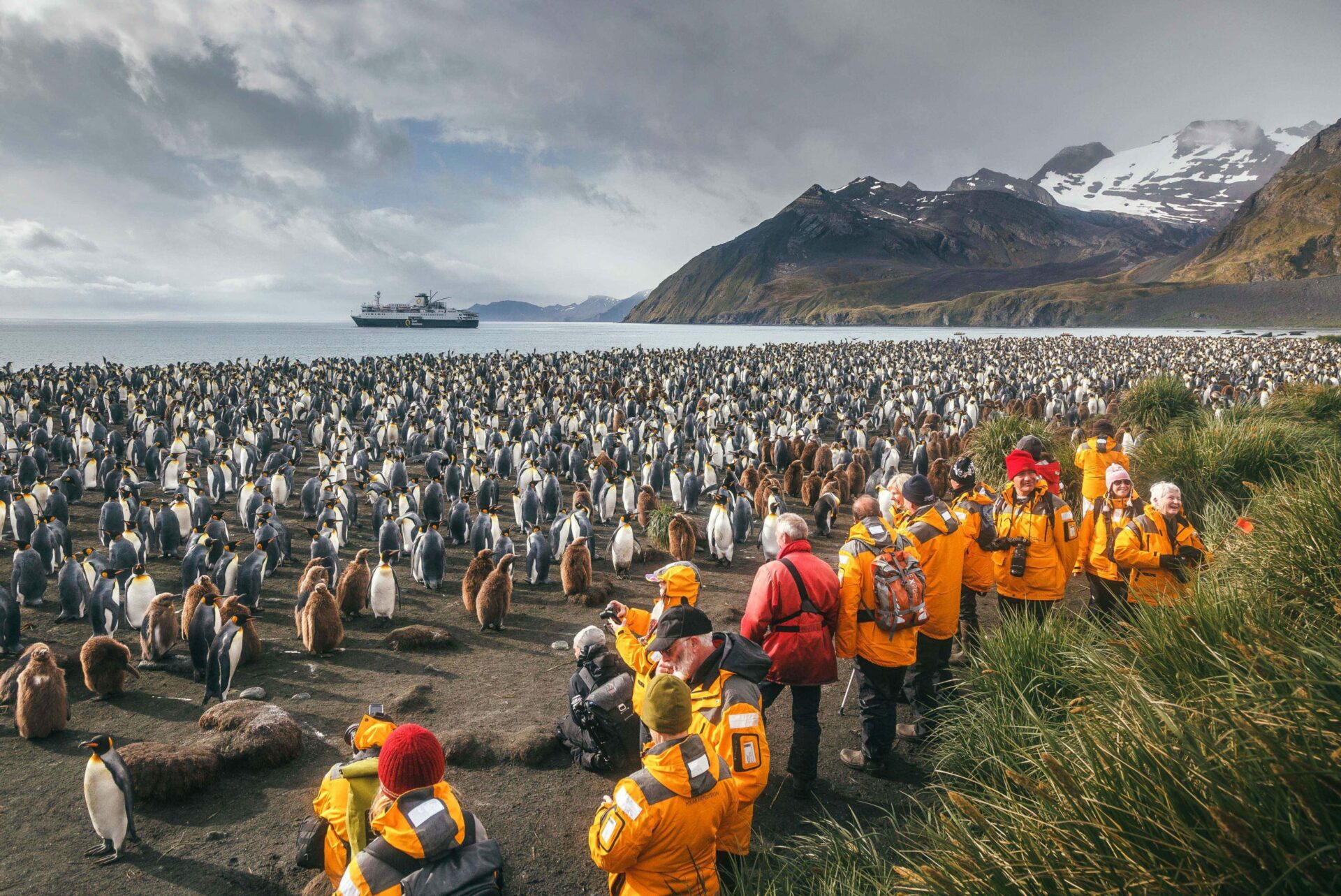 colony of King penguins on the beach of South Georgia, guests in yellow jackets taking photos, ship moored in the distance