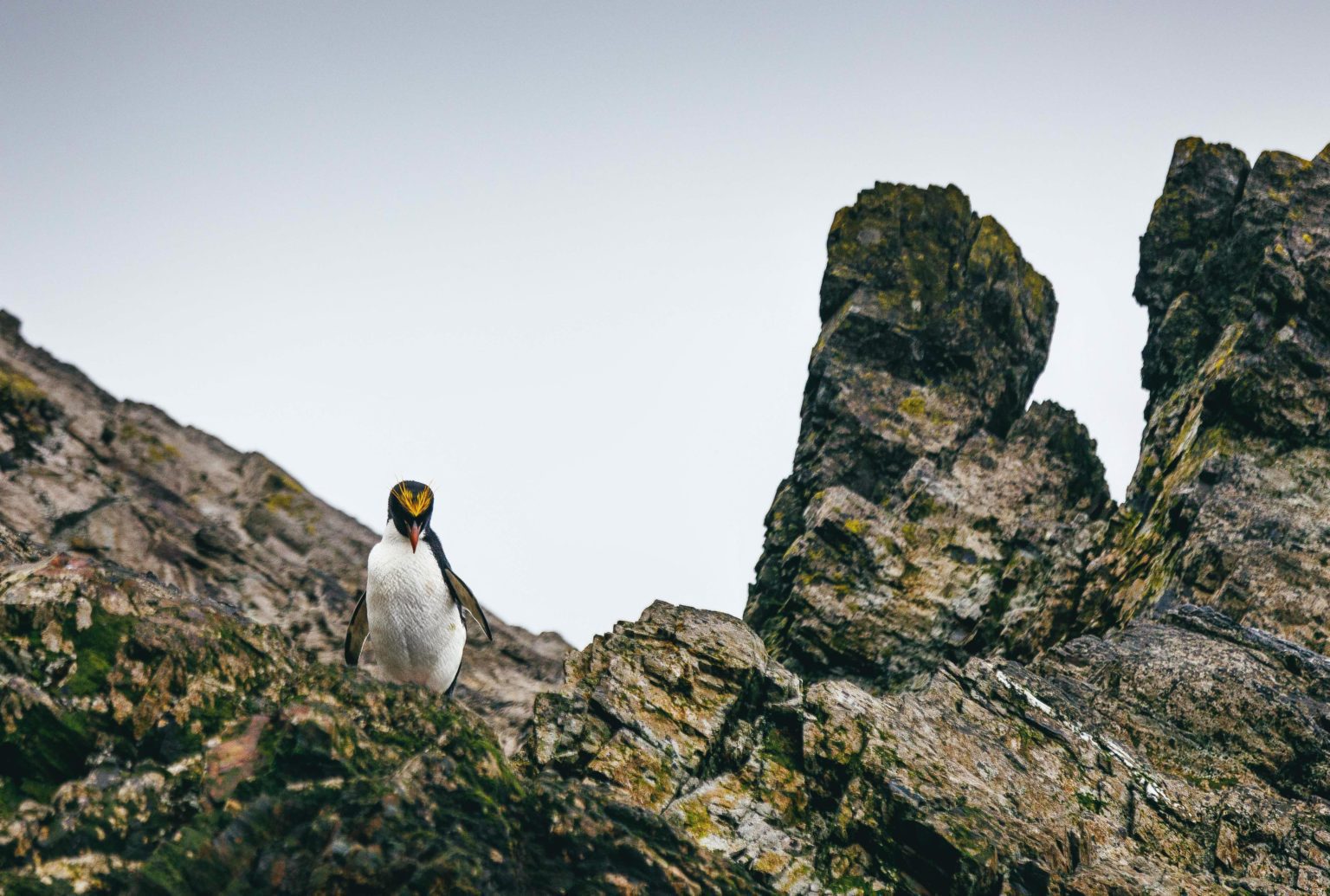 lone macaroni penguin walking across a rocky outcrop