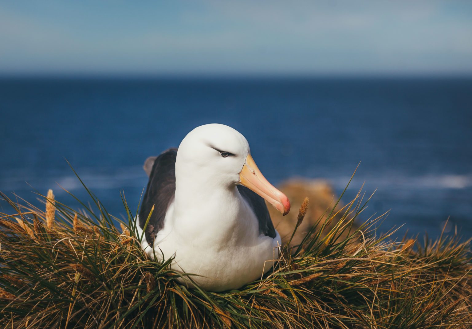 close up of black browed albatross nesting on the Falkland Islands