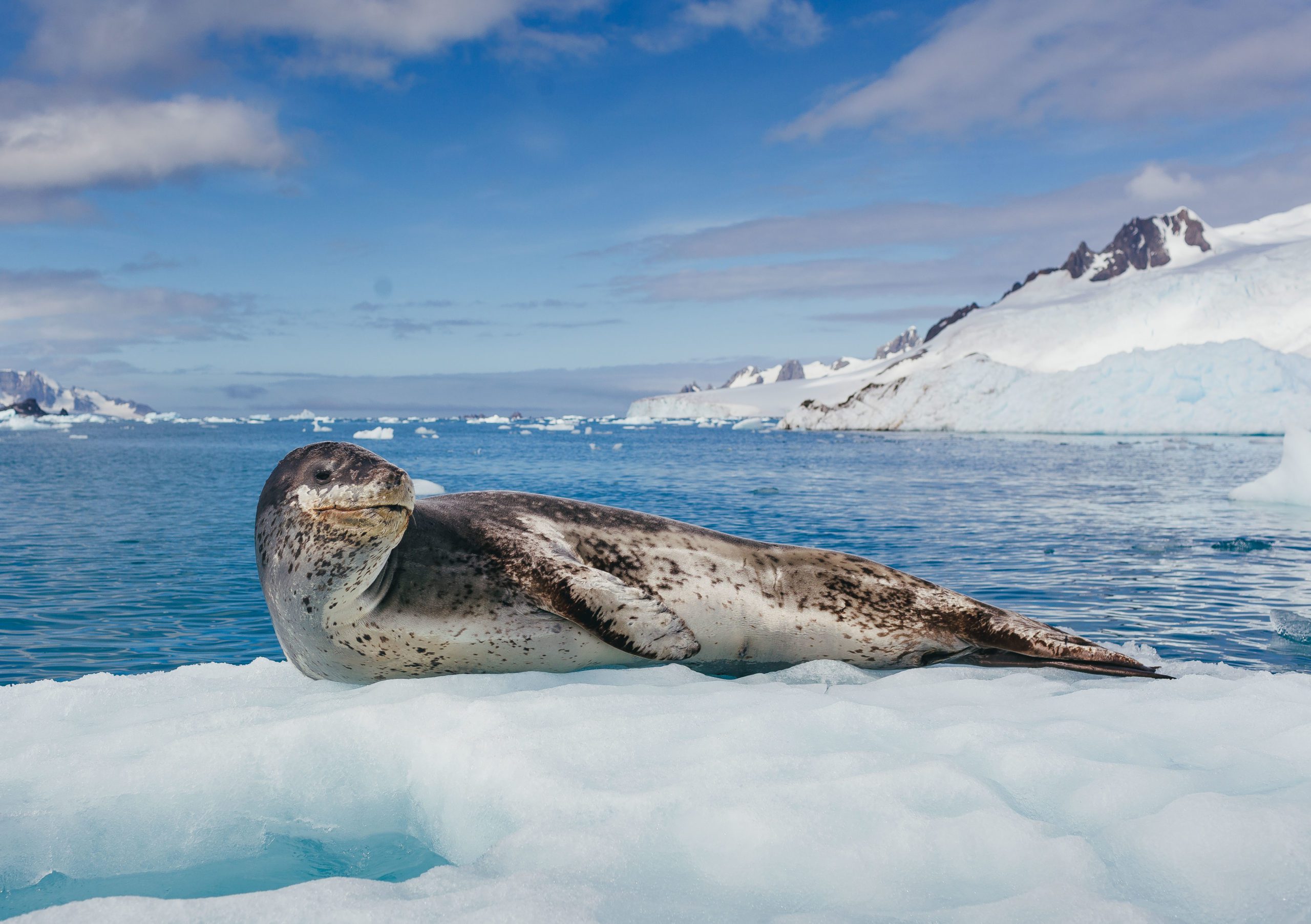 happy leopard seal basking in the sun on the Antarctic Peninsula