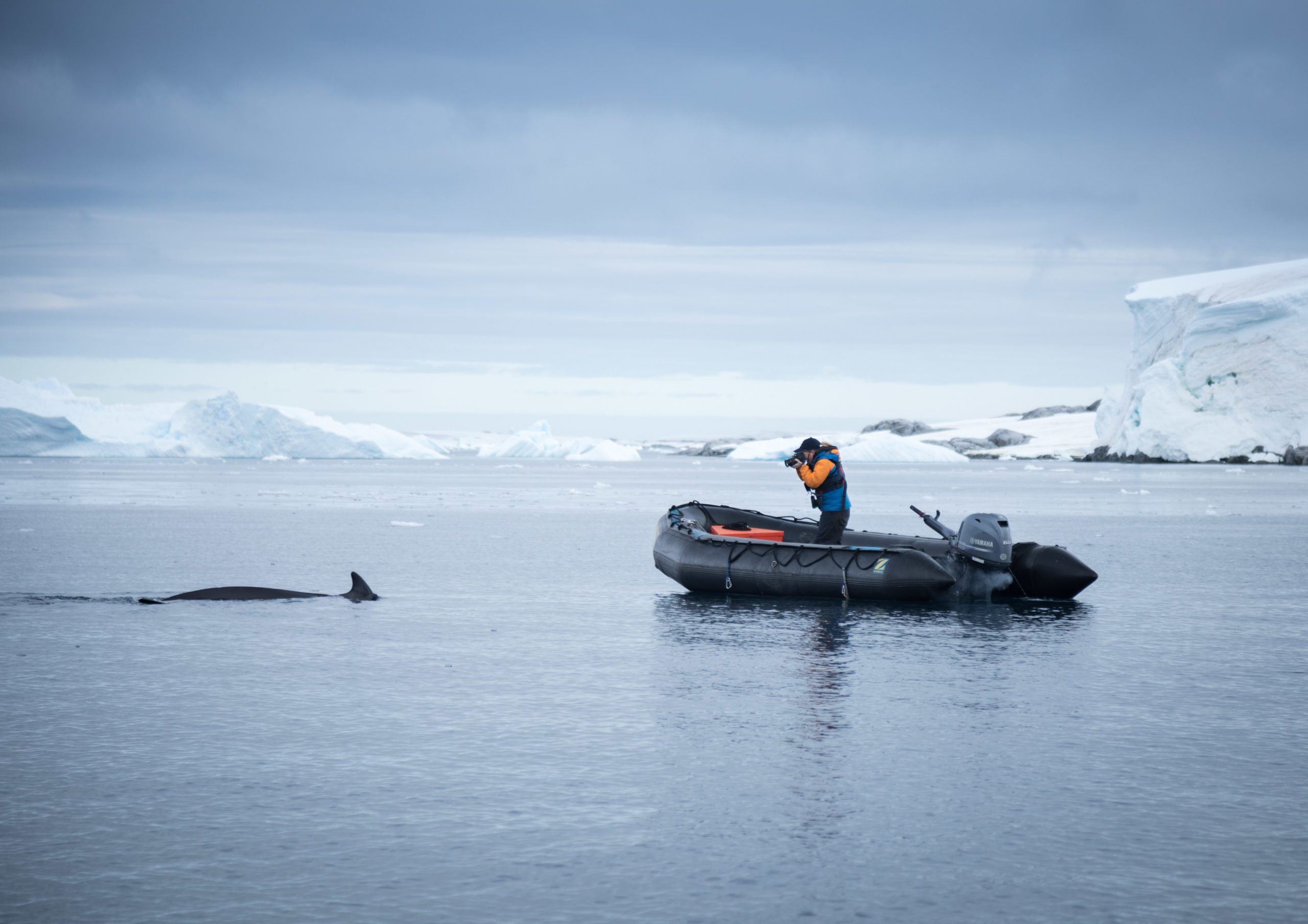 man in a boat photographing a whale on Antartica safari
