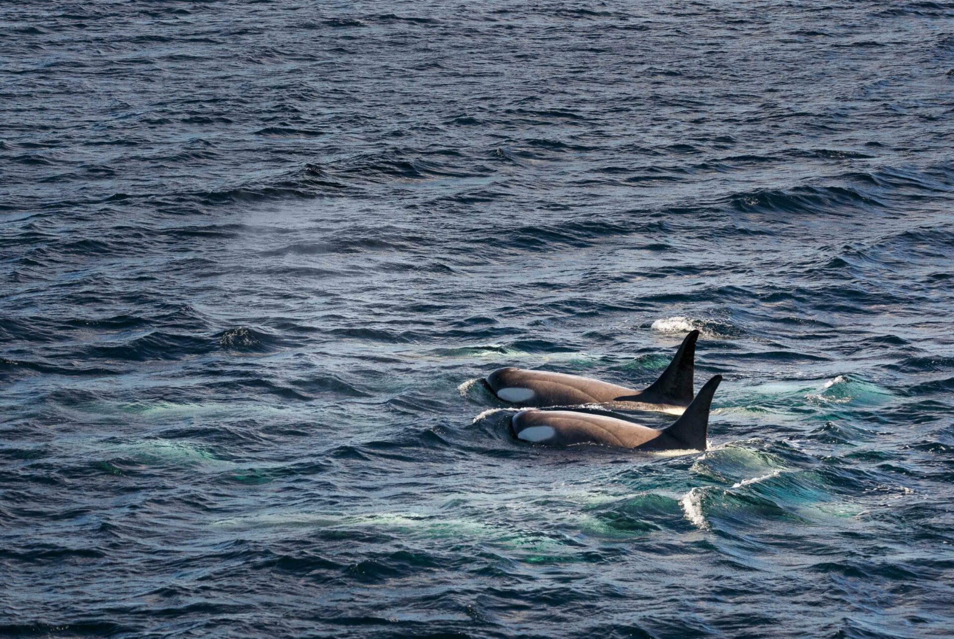 two orcas swimming side by side and surfacing in the waters of Antarctica