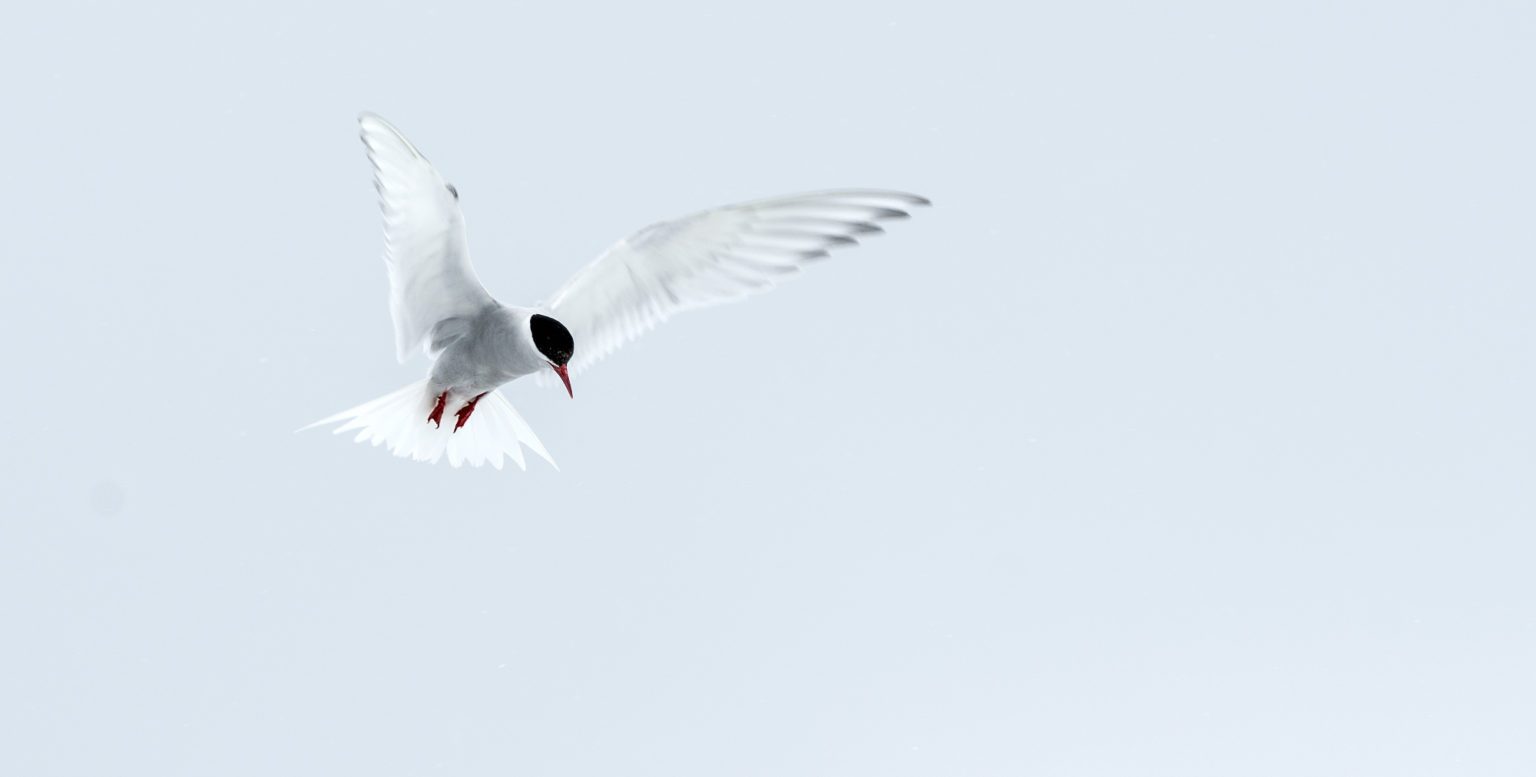 Arctic tern in flight with wings spread and looking down