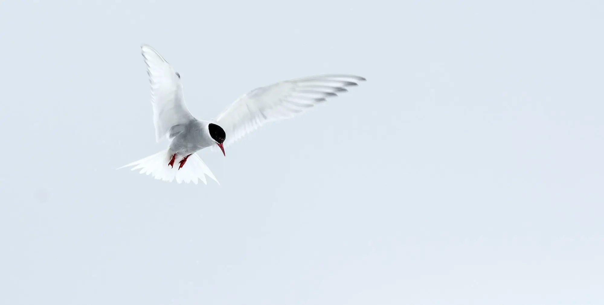Arctic tern in flight with wings spread and looking down