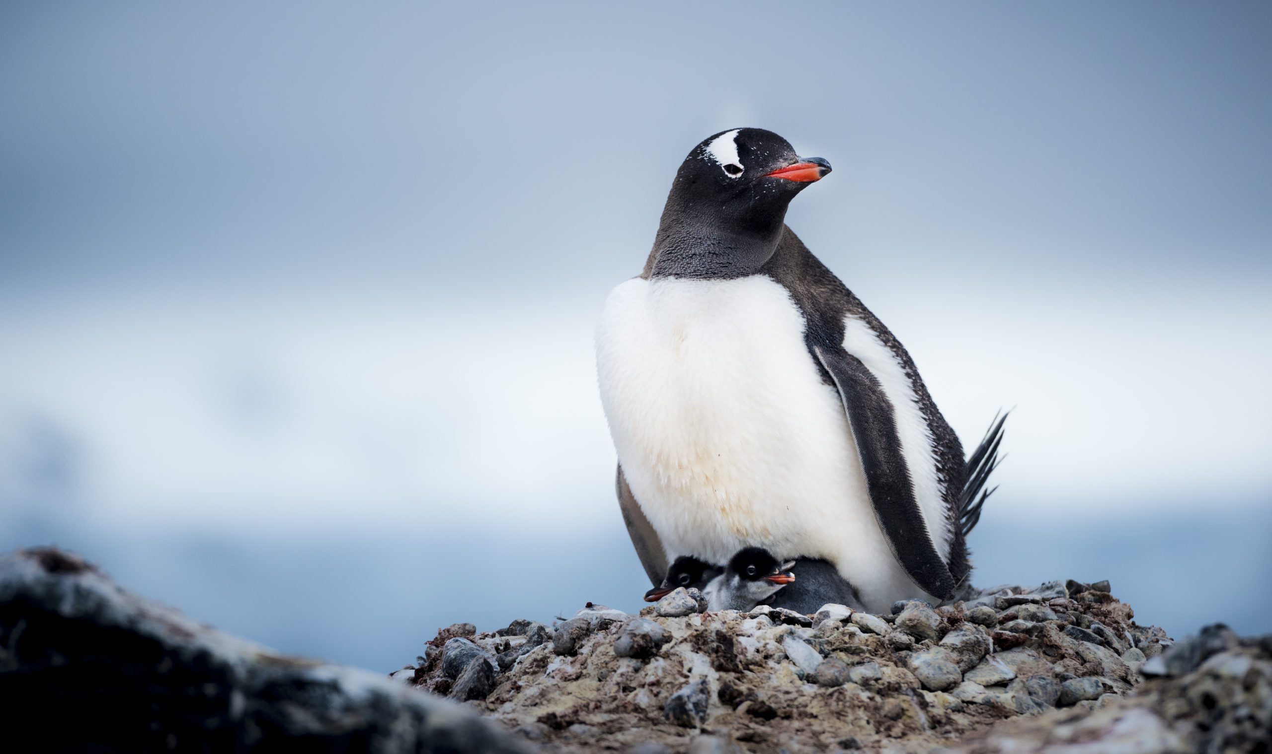 Antarctic penguin sitting on a rocky nest with a newborn chick seen on Antarctica safari