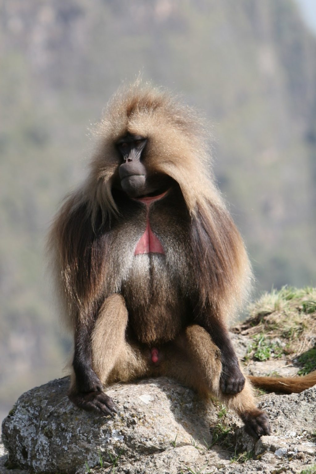 one gelada baboon sitting by themself on top of a rock in the simien mountains