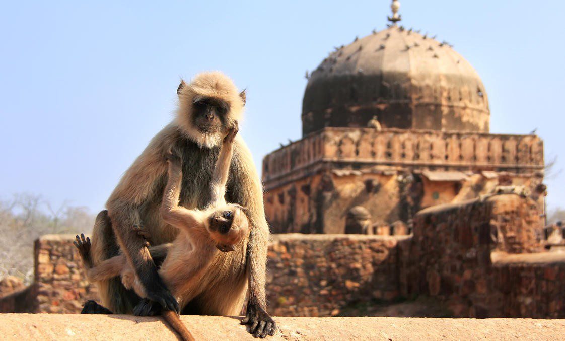 mom and baby monkey with Ranthambore Fort in the background