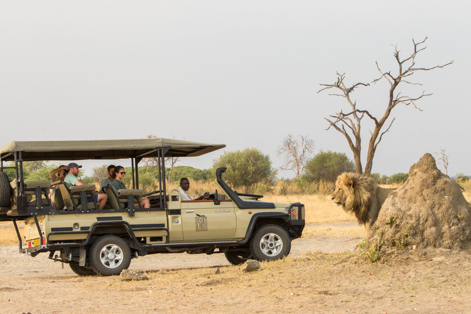 Savute Safari Lodge game drive encounter with a full grown male lion on our best Botswana safari