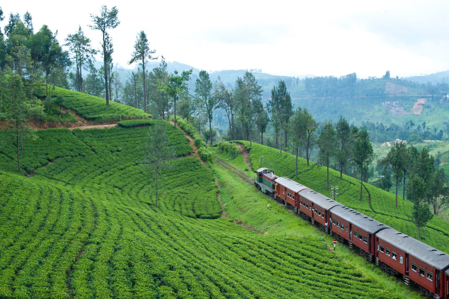 train going through the lush hillsides and tea plantations of sri lanka on an Indian Subcontinent safari