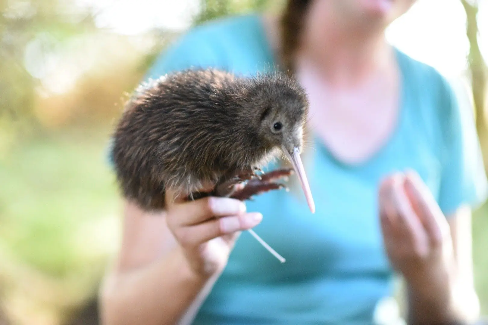 kiwi on the kiwi discovery walk, cape kidnappers on New Zealand holiday