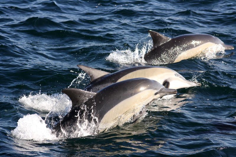 three dolphins off the coast of hermanus