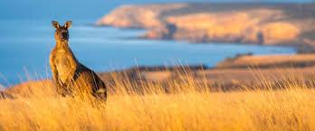 kangaroo in golden grass above a cliff line and ocean seen on south Australia holiday