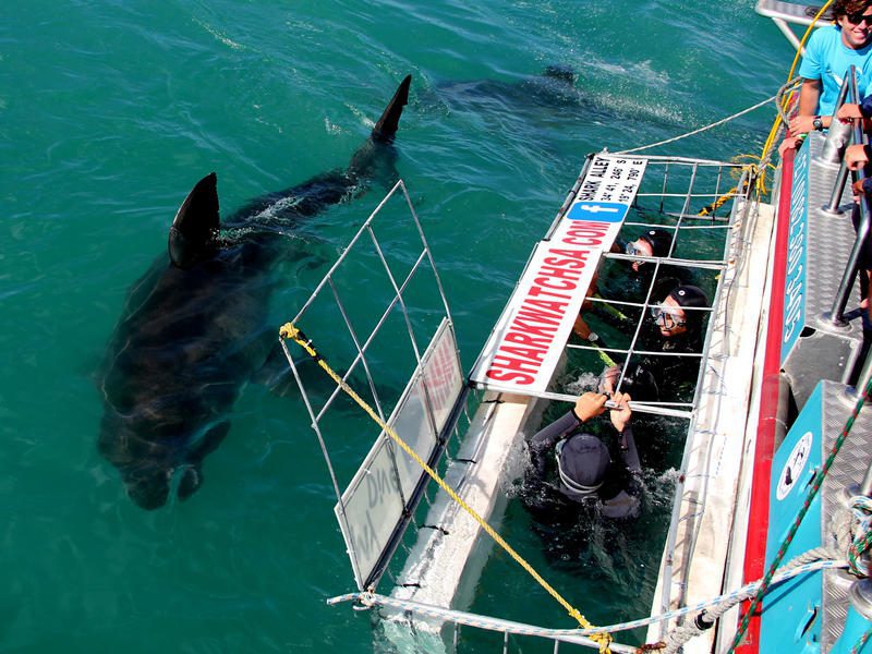 shark cage diving around hermanus with shark swimming up to cage