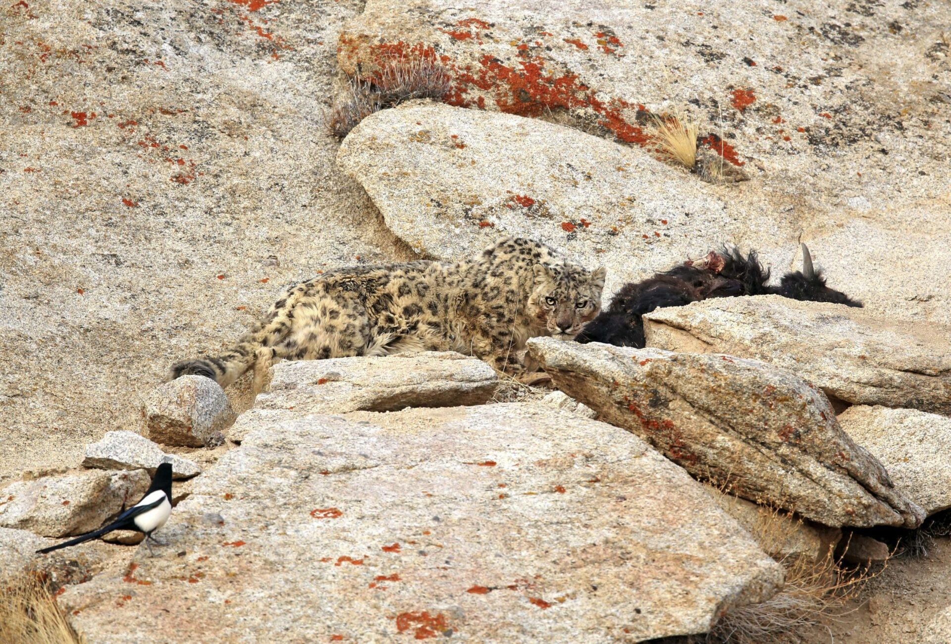 snow leopard stalking something along the rocks seen on an Indian Subcontinent safari