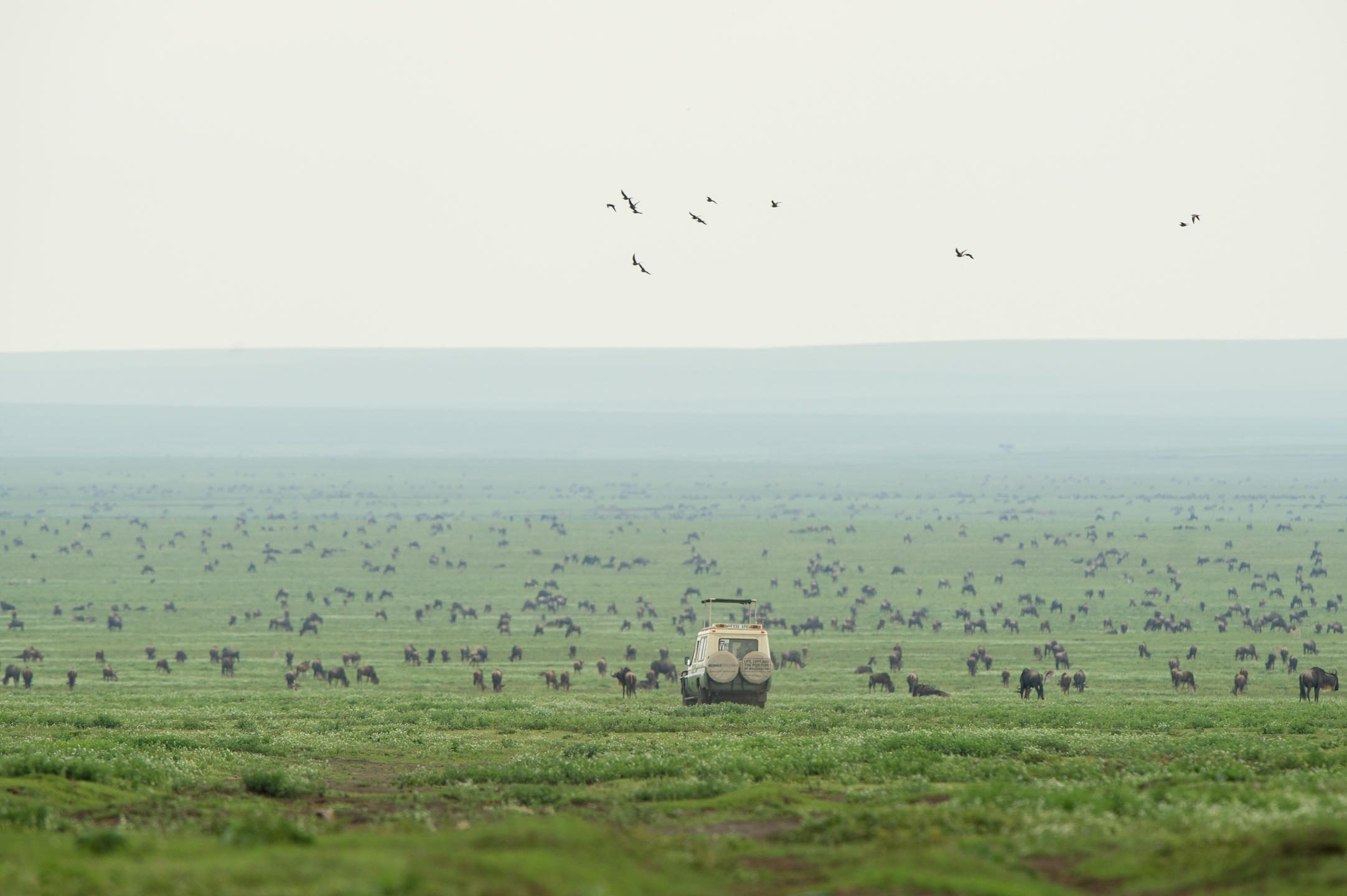 a herd of animals walking across a lush green field.