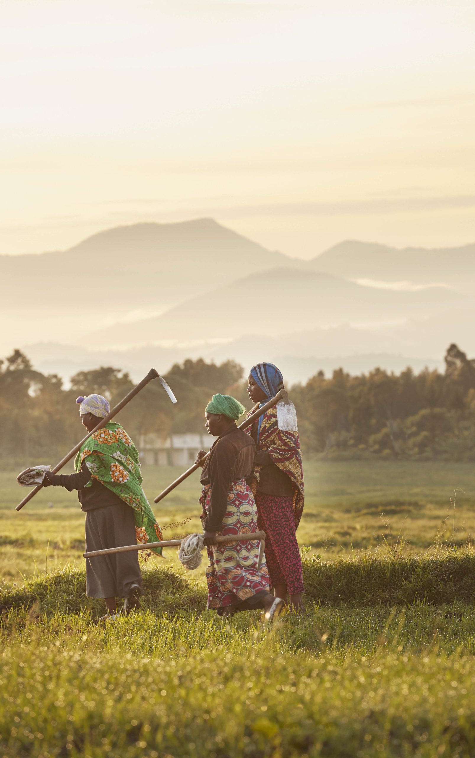 women working in the field with volcanoes in the background in rwanda