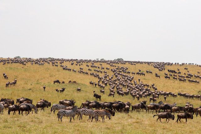 wildebeest and zebra herds spread across the plains