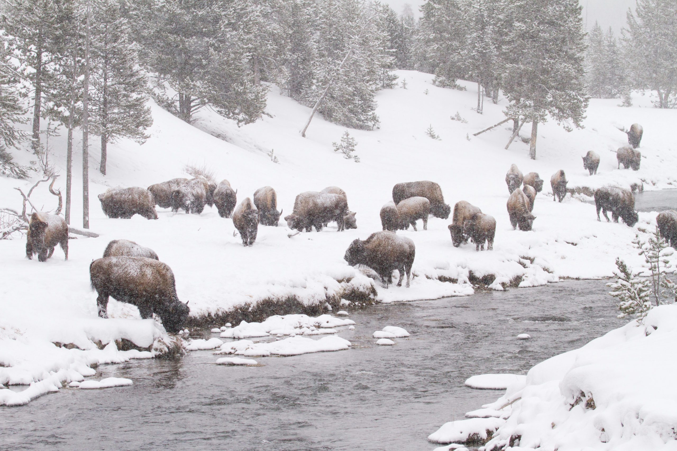 Winter Wildlife in Yellowstone National Park