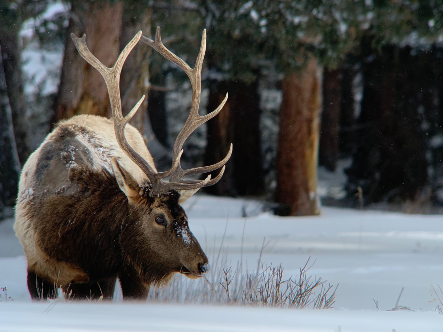Winter Wildlife in Yellowstone National Park