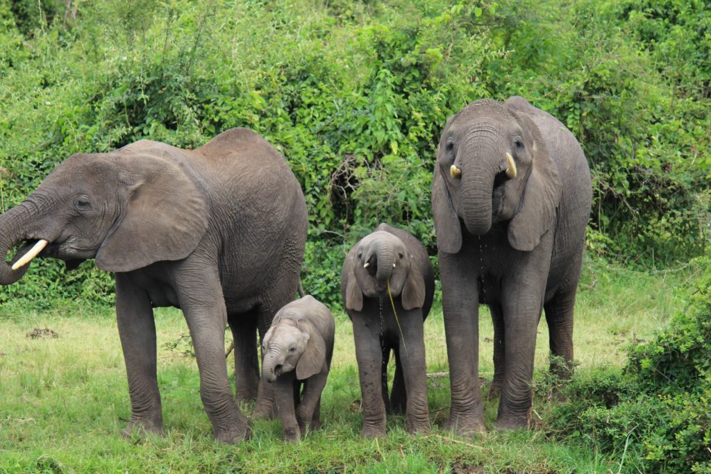 elephant herd at the Kazinga channel in Uganda