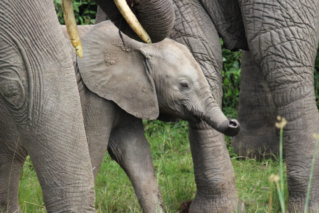 baby elephant with the herd at the Kazinga channel