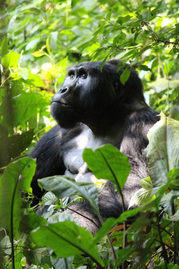 silverback gorilla in uganda