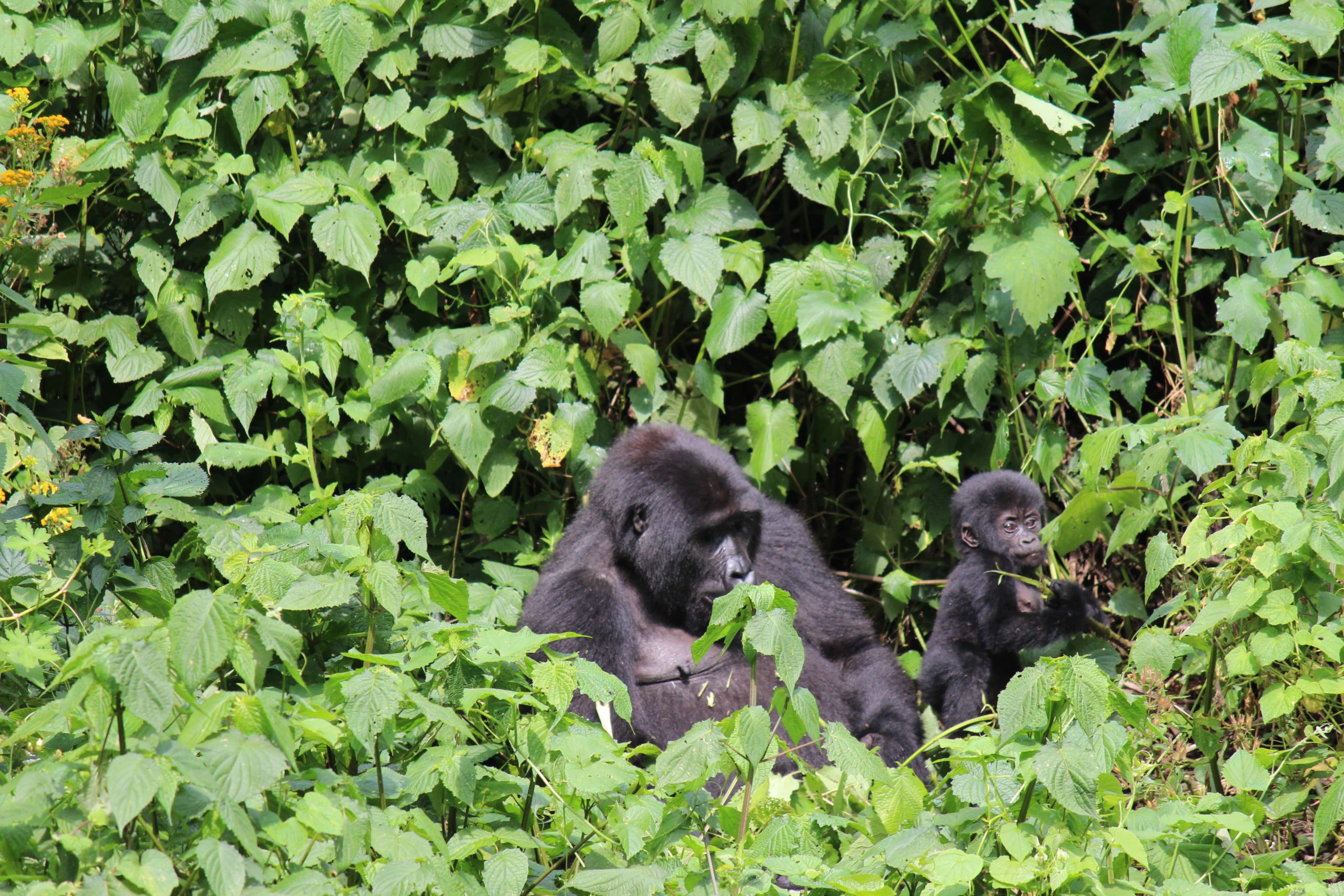 gorilla and baby in uganda