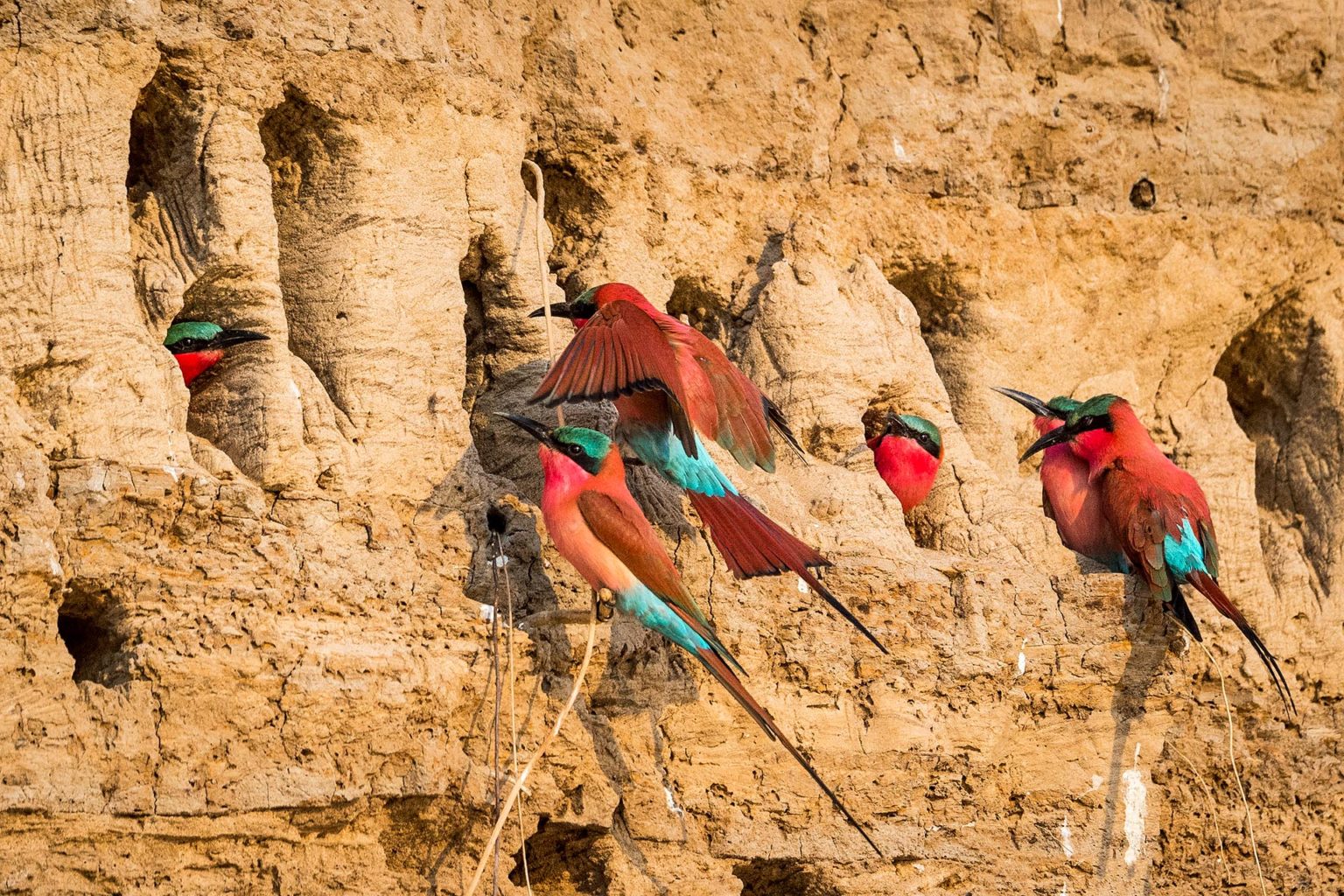 nest of southern carmine bee eaters in South Luangwa