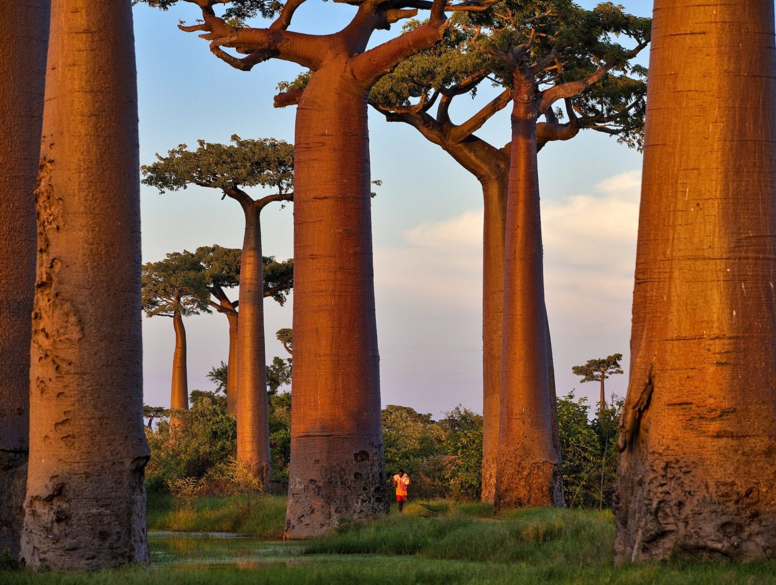 looming baobab trees dwarf a small person in the landscape