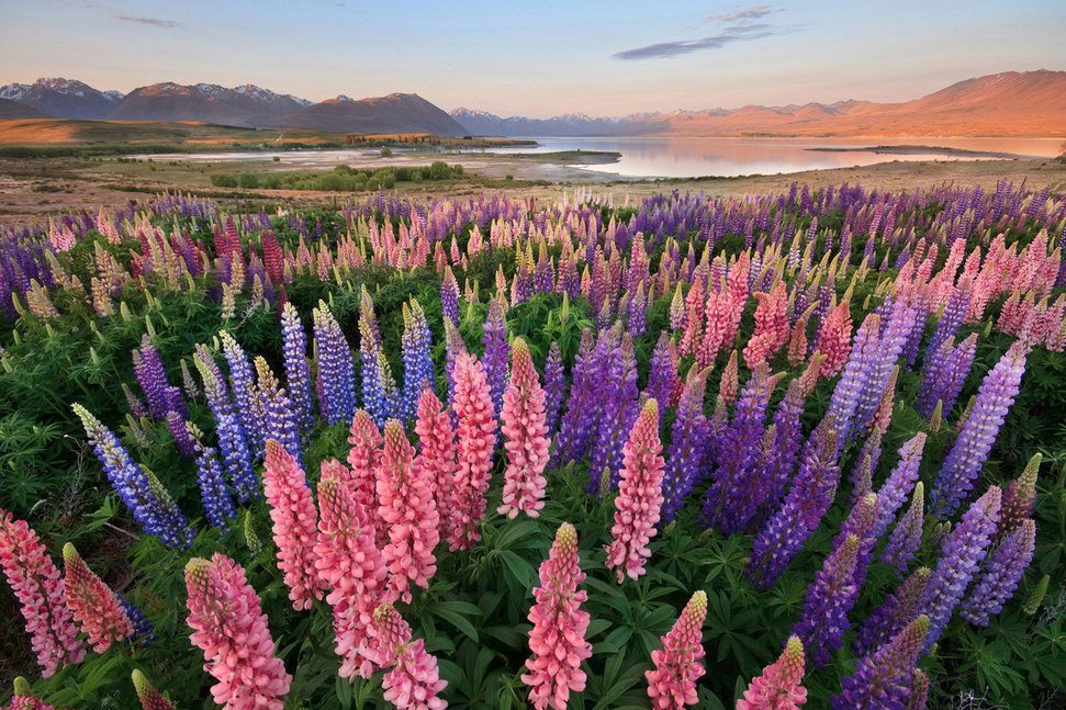 Plan your Trip, purple and pink lupins along the shores of Lake Tekapo New Zealand