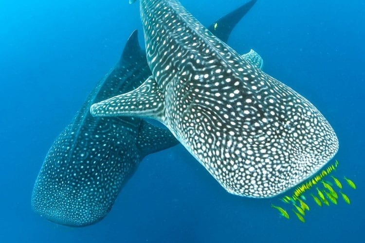 two whale sharks