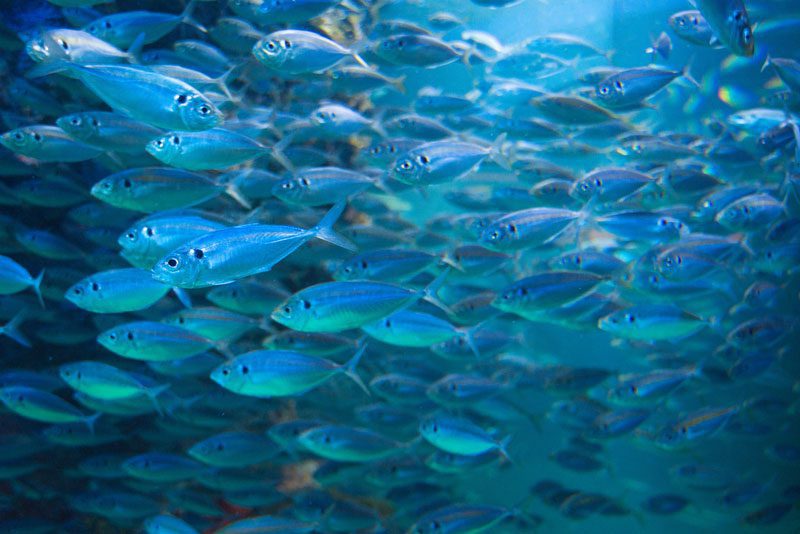 sardines off the coast of durban south africa