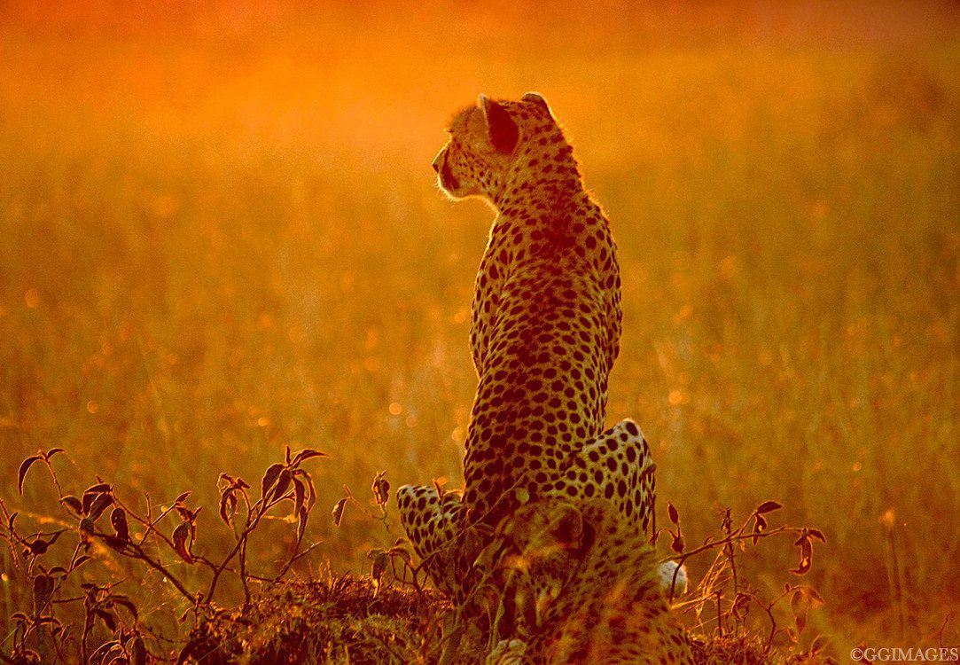Cheetah at dusk