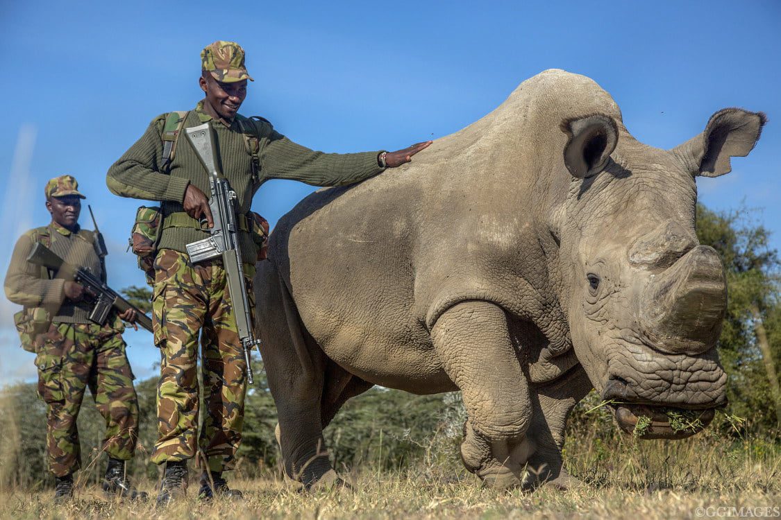 Rhino and anti poaching unit