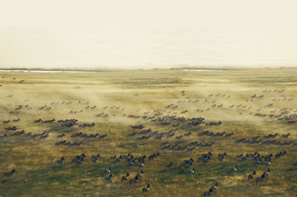The Mysterious Migration of the Makgadikgadi