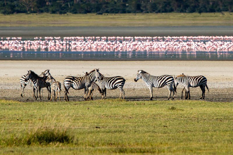 Tanzania with Young Kids, zebra graze in front of pink flamingoes on the floor of the Ngorongoro Crater