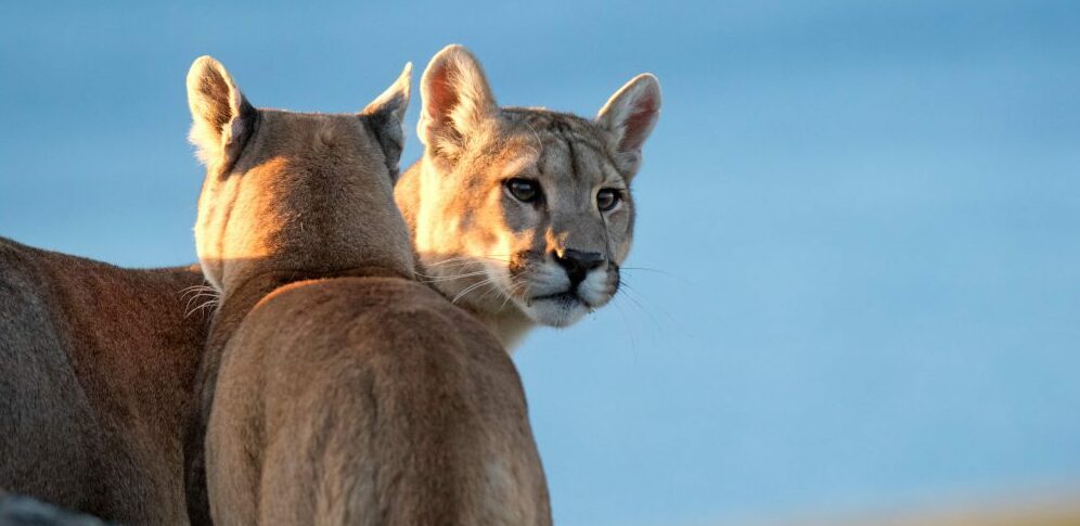 Two pumas looking over each others back