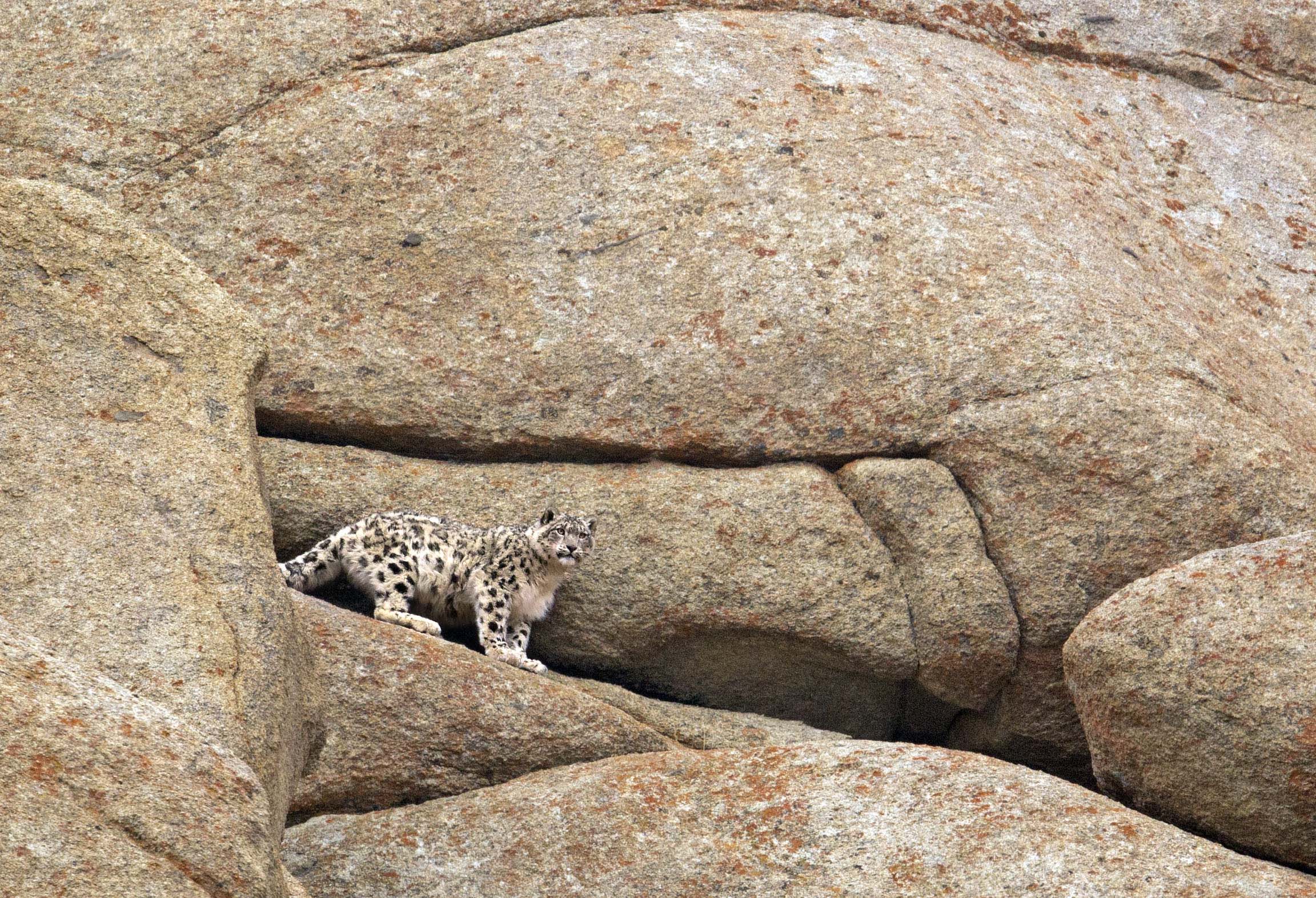 a snow leopard camouflaged against a large rock