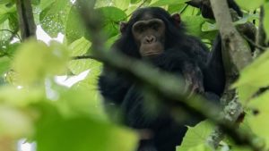 chimpnazee in the trees in Gishwati, Rwanda