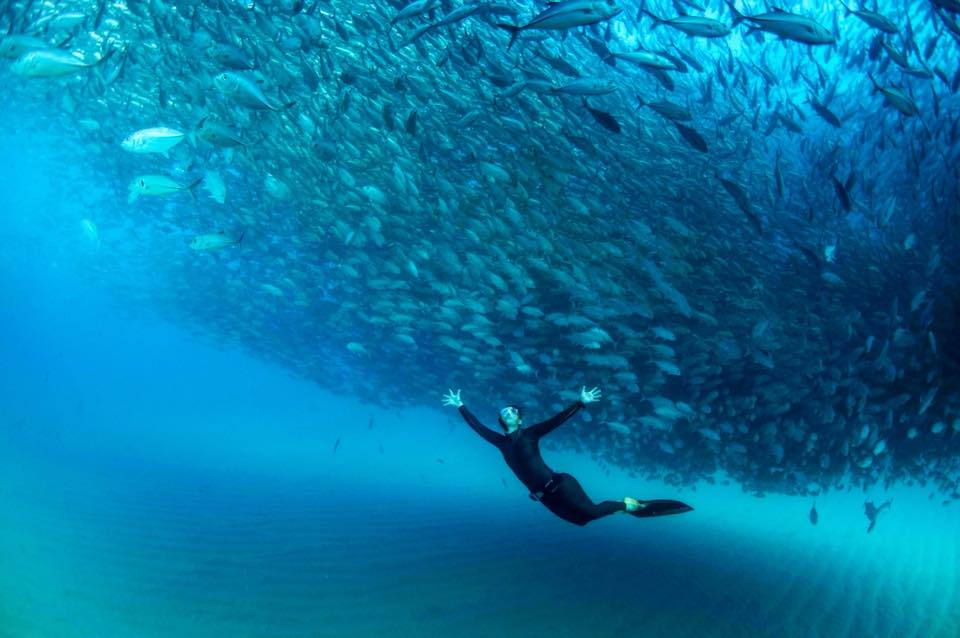 a woman freedives below a school of jackfish