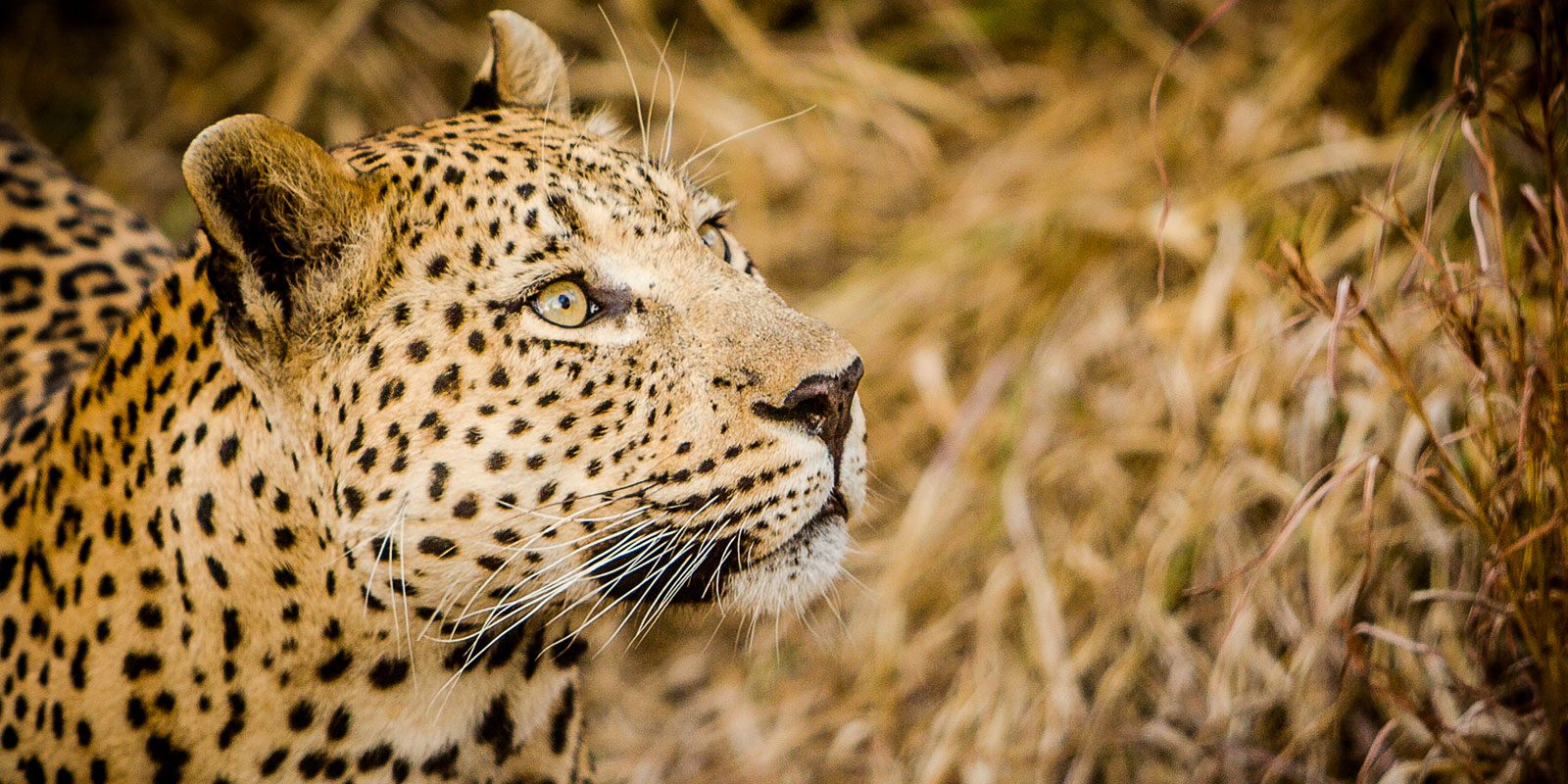 leopard at close range disguised by dry grass