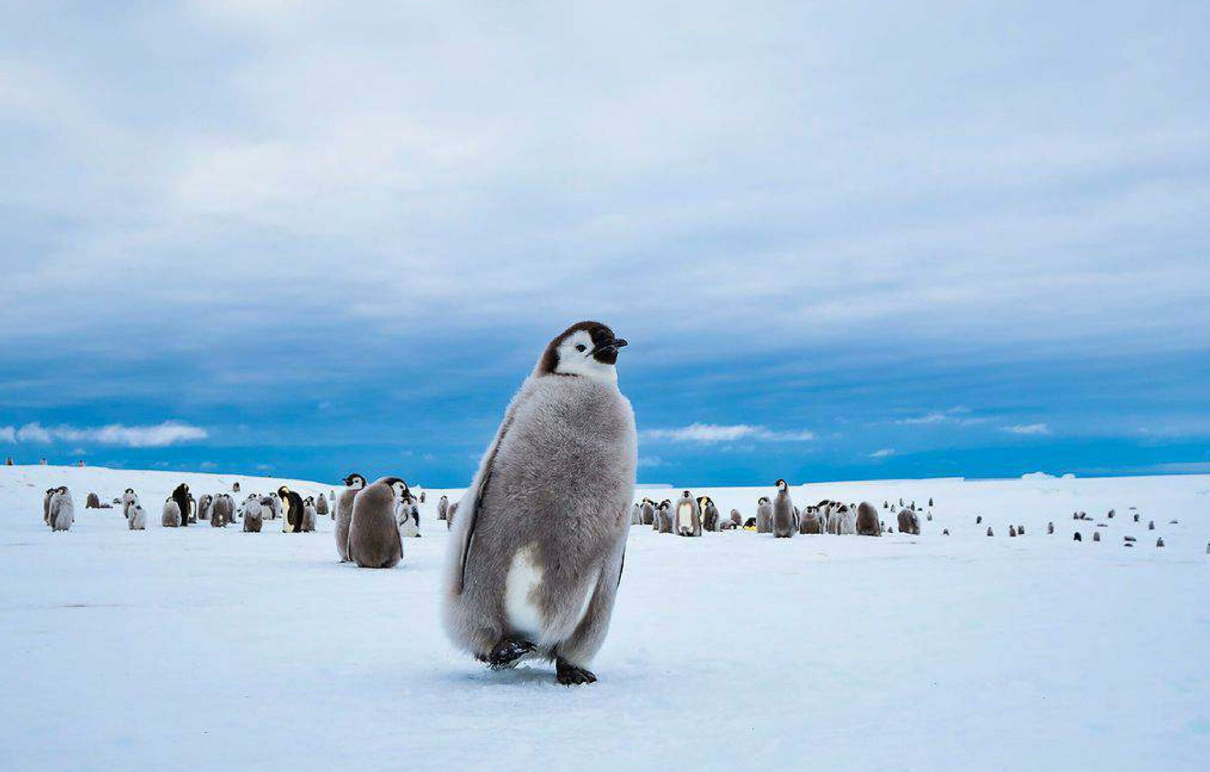 Emperors & the South Pole, Penguin