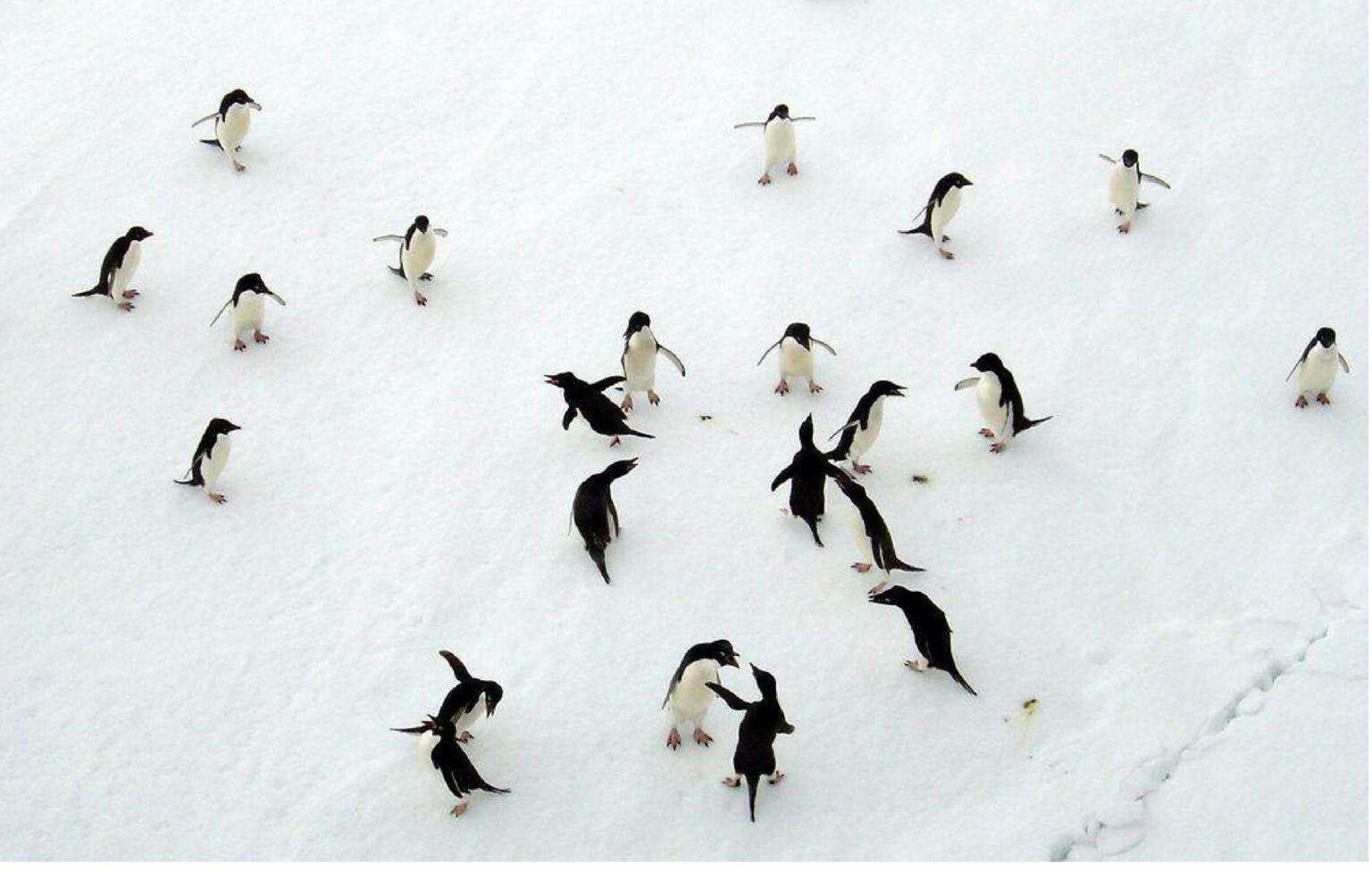 Emperors & the South Pole, Penguins