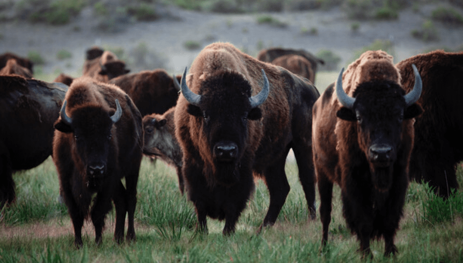 Herd of bison in Zapata Ranch, Colorado