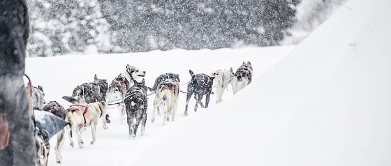 Sled dogs running in to snow in Colorado