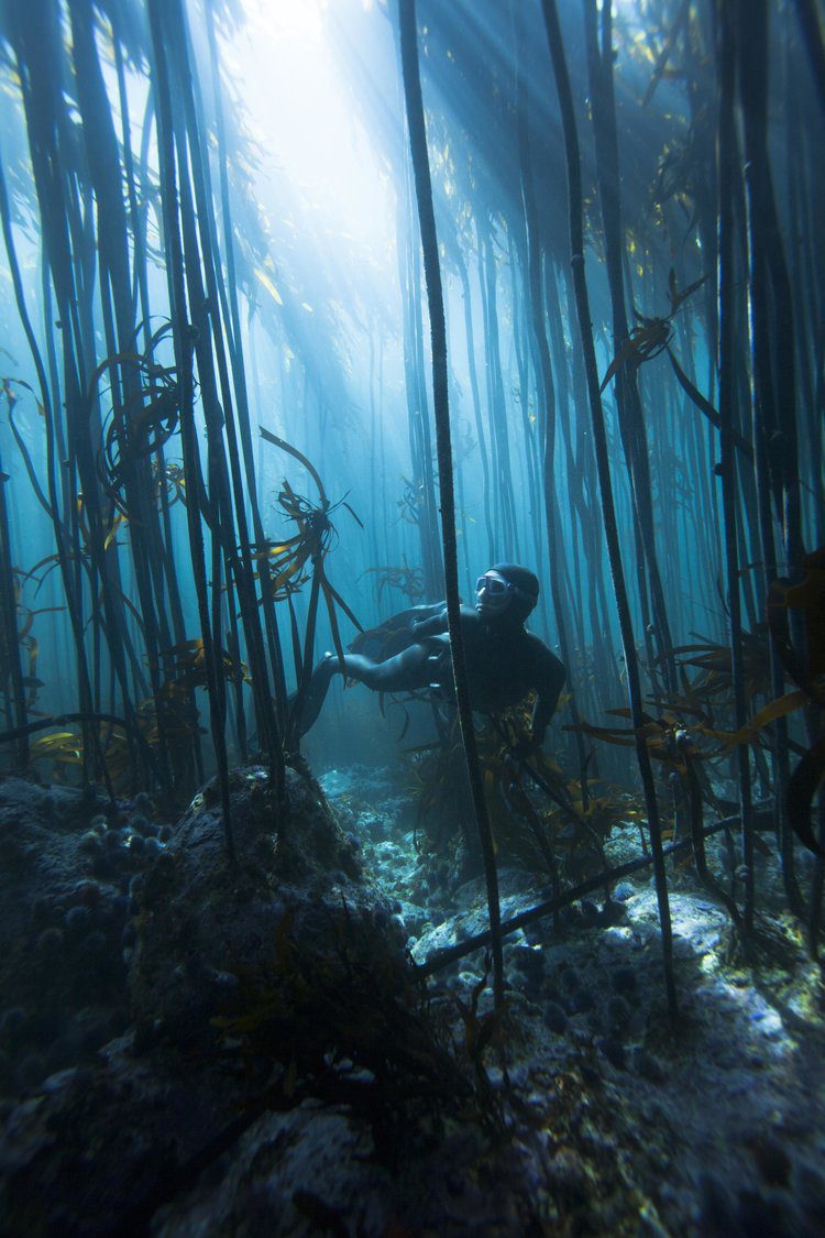 freediving in South Africa's kelp forests